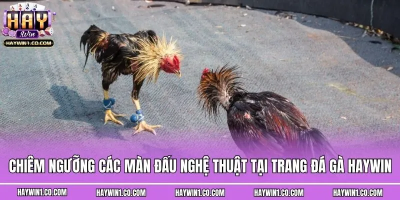 Chiêm ngưỡng các màn đấu nghệ thuật tại trang đá gà Haywin