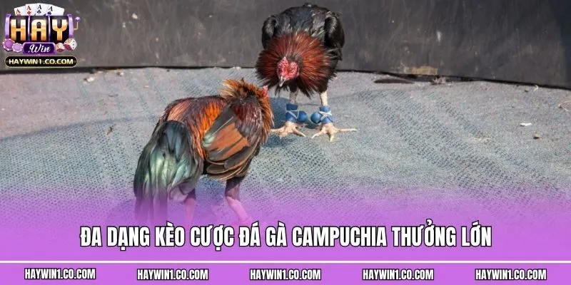 Đa dạng kèo cược đá gà Campuchia thưởng lớn