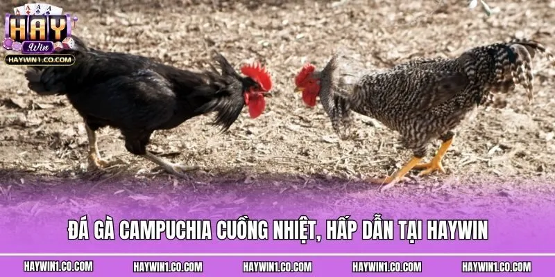 Đá Gà Campuchia Cuồng Nhiệt, Hấp Dẫn Tại Haywin
