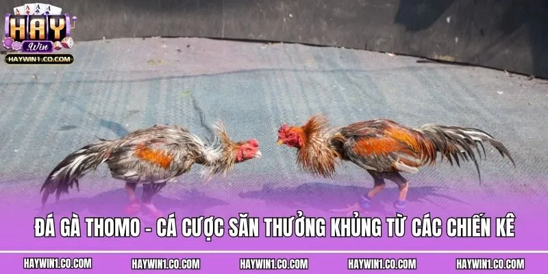 Đá Gà Thomo - Cá Cược Săn Thưởng Khủng Từ Các Chiến Kê