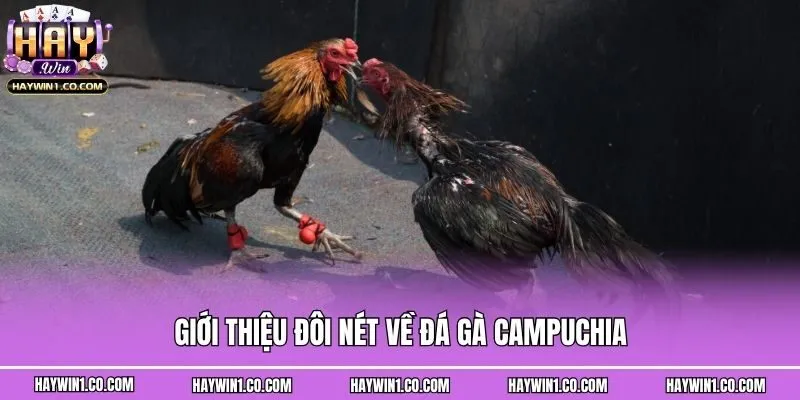 Giới thiệu đôi nét về đá gà Campuchia