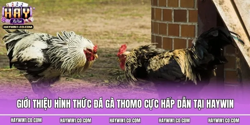 Giới thiệu hình thức đá gà Thomo cực hấp dẫn tại Haywin