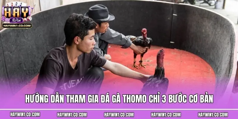 Hướng dẫn tham gia đá gà Thomo chỉ 3 bước cơ bản