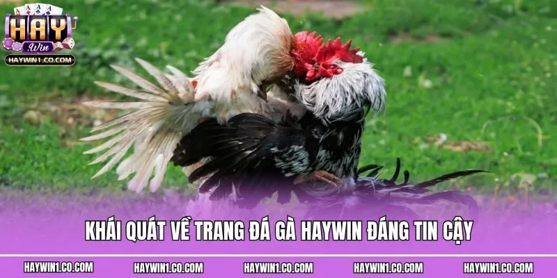 Khái quát về trang đá gà Haywin đáng tin cậy