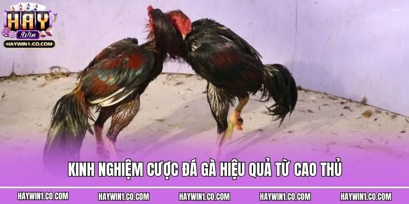 Kinh nghiệm cược đá gà hiệu quả từ cao thủ