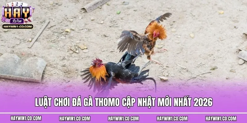 Luật chơi đá gà Thomo cập nhật mới nhất 2026