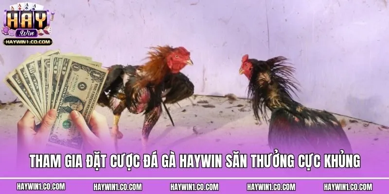 Tham gia đặt cược đá gà Haywin săn thưởng cực khủng
